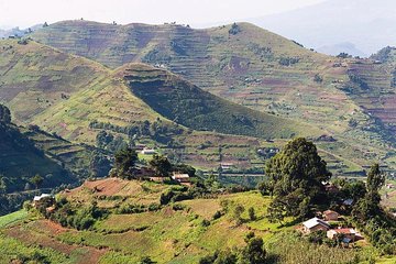 Uganda's great animals safari