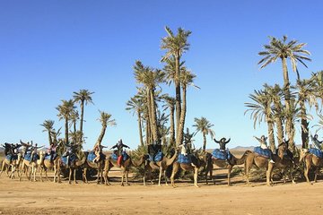 Camel Ride in Palm Groves of Marrakech