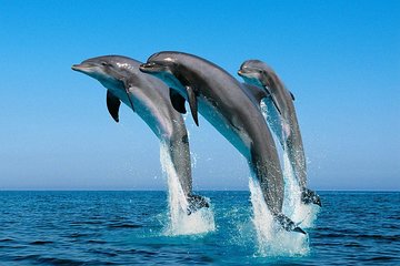Dolphin House with Snorkeling in Hurghada