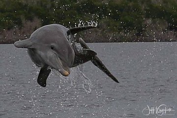 Marco Island 2 hour Dolphin, Birding and Shelling tour 