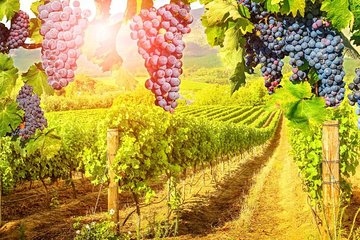 Historic Cape Town + Wine Tasting