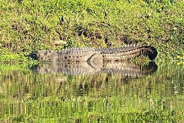 1 Night 2 Days Chitwan Jungle Safari Tour from Pokhara