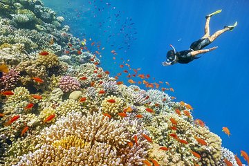 Special Snorkeling Day Trip to the Red Sea in Safaga from Luxor