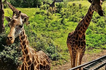 Haller Park Half-Day Tour from Mombasa