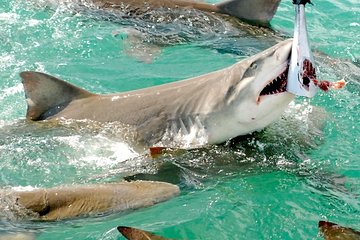 Shark and Wildlife Viewing Adventure in Key West