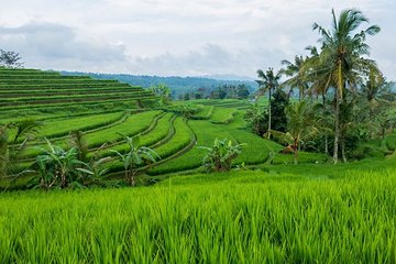 Jatiluwih Rice Terrace - World Culture Heritage from UNESCO Tour