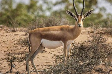 Souss Massa National Park From Agadir