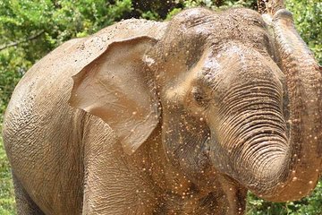 Wild Safari Udawalawe from Bentota