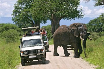 2-Day Amboseli National Park Safari from Nairobi