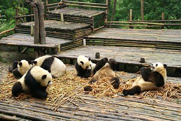 Chengdu Panda Tour and Shu Culture Discovery