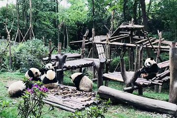 Chengdu Impression of Lovely Pandas and Giant Buddha
