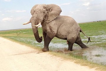 3-day Budget Safari To Maasai Mara 