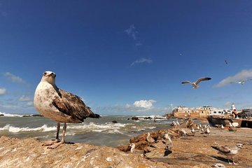 From Marrakech : Shared Tour to Essaouira