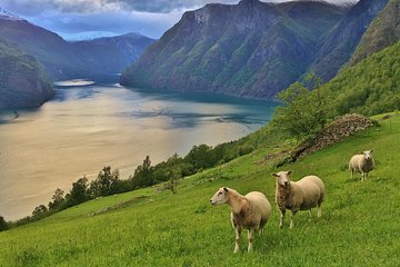 ALL ELECTRIC: Emission free tour to the World Heritage Fjords, 13 hours