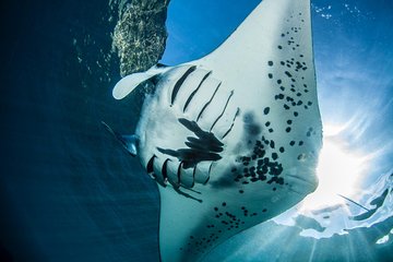 Open Water Course in Nusa Lembongan - Get Certified on remote island (next Bali)