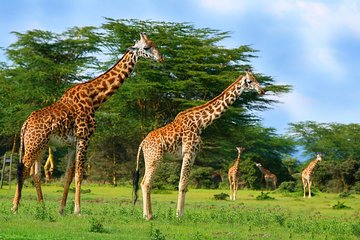 Full-Day Guided Tour to Crescent Island from Nairobi