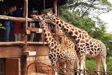 Nairobi National Park, Giraffe Center & National Museum Full Day Tour 