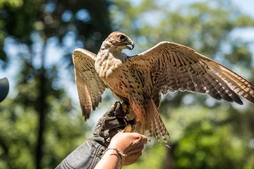 Dreams Eco Park Falcoaria with Transportation