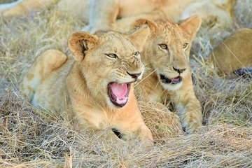 5 Days Luxury Lodge Safari To Lake Manyara / Tarangire, Serengeti & Ngorongoro.