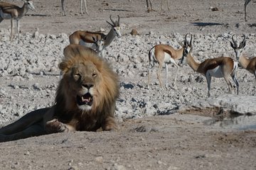 3 Day Desert Trail: Central Kalahari Game Reserve - WildCamping Safari