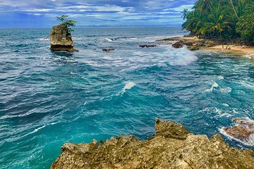 Gandoca - Manzanillo Trail & Great Green Macaw Tour