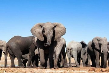 Cape Town - Winelands - Garden Route - Addo Elephants: (6 Days)