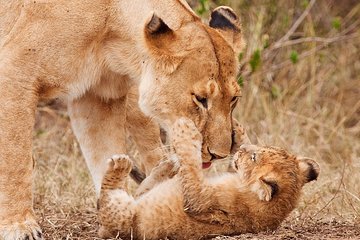 2-Days Tarangire National Park & Ngorongoro Crater Safari