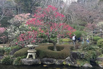 Kamakura flower tour