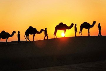 Bedouin Adventure: Dromedaries in the Desert