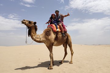 Bedouin Adventure: Dromedaries in the Desert