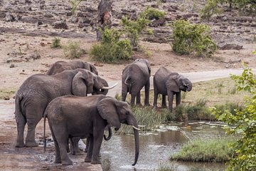 Durban: Hluhluwe Big 5 Budget Safari — Pro Zeiss Binoculars & Safari Guide Books