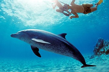  Swim with Dolphins Sea Trip, Water Sport With Lunch and Transfer - Hurghada