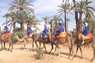 Private Palm Grove Camel Ride With A Tea Break.