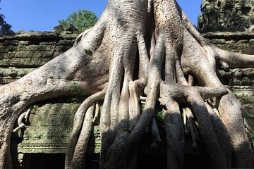 Private Half Day To Jungle Temple-Taprohm & Banteay Kdei Temples