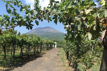 Private Guided Wine Tasting Experience in Vesuvius with Lunch