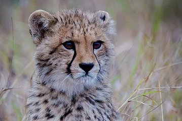 The Ann van Dyk Cheetah Guided Tour 