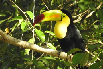 Birdwatching Sian Ka'an Biosphere Reserve