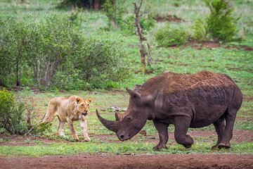 Rhino and Lion Nature Reserve Safari Tour from Johannesburg