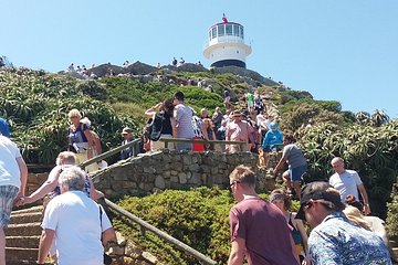 Shared Tour to Cape of Good Hope Penguins Chapman's Peak From Cape Town Full Day