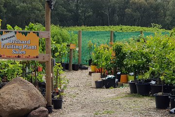 Yarra Valley Wineries and Rayners Orchard Tour from Melbourne