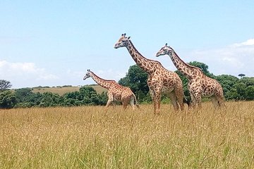 2-Day Private Guided Safari of Lake Nakuru Park from Nairobi