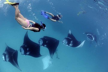 Swim with Manta Rays in Nusa Penida - ALL inclusive 