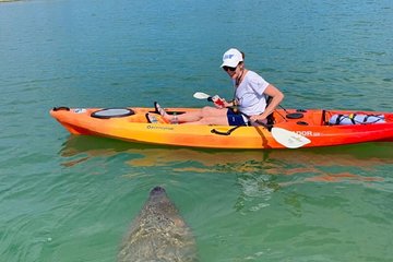 Sarasota Guided Mangrove Tunnel Kayak Tour