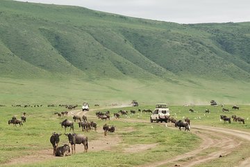 6 Days Mid - Range Lodge Safari To Lake Manyara Serengeti Ngorongoro & Tarangire