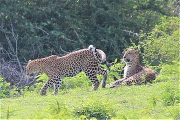 Yala National Park Jeep Safari - One Day Trip