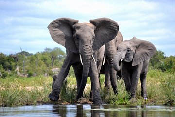 4-Day Kruger National Park Safari from Johannesburg