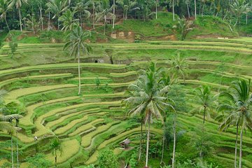 Ubud Popular Spots "Tegalalang"and Taman Ayun,Tanah Lot Temple 