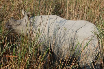 Guwahai, Kaziranga & Majuli Island Tour