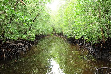 Jozani Forest, Village Tour and Mtende Beach Zanzibar