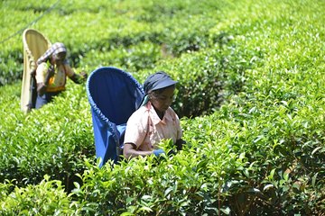 Galle Fort And Tea Factory Visit